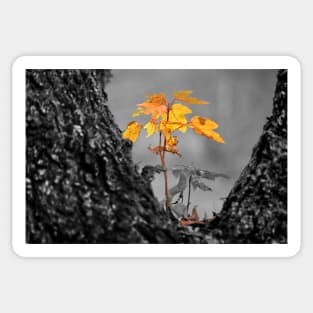 Symbiosis (maple tree growing on cherry tree) Sticker